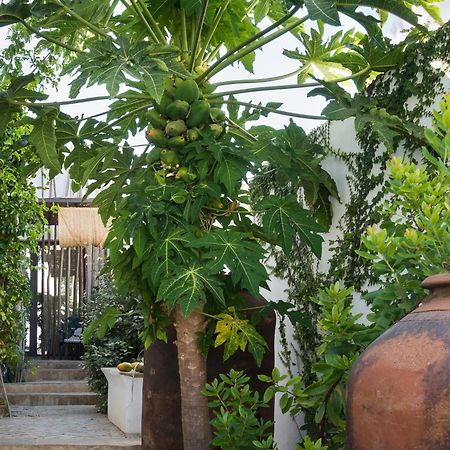 Altanure Almatere - Food Forest Boutique Stay 塔维拉 外观 照片