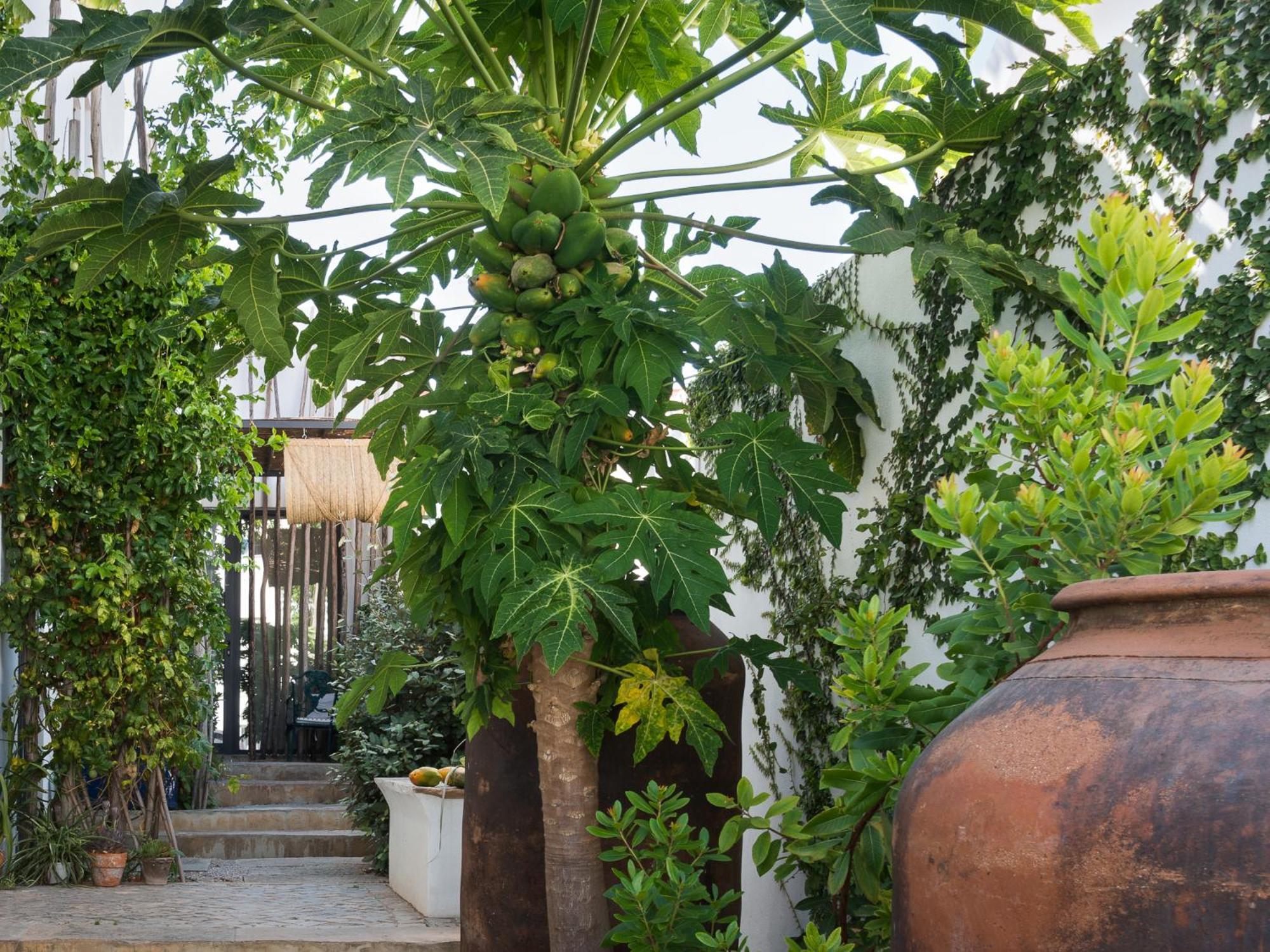 Altanure Almatere - Food Forest Boutique Stay 塔维拉 外观 照片